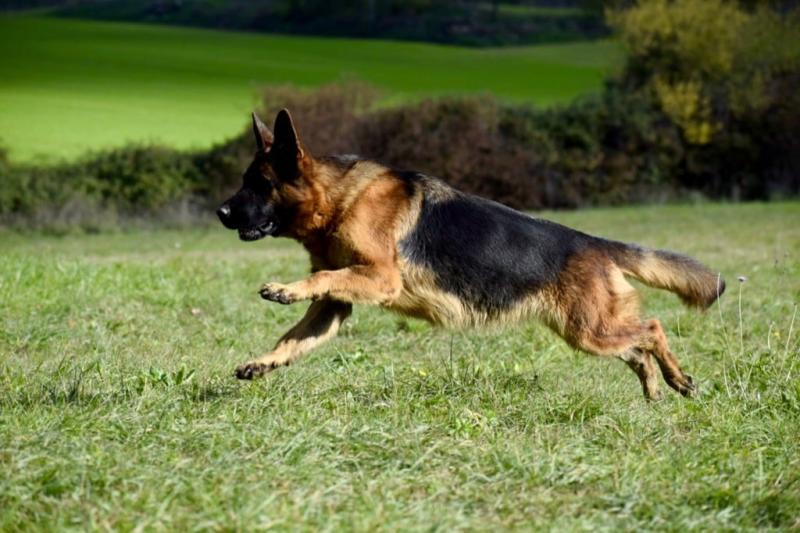 SALSA DU DOMAINE DE BRENDA