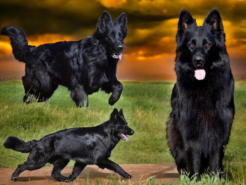 TORNADE DU DOMAINE DE BRENDA