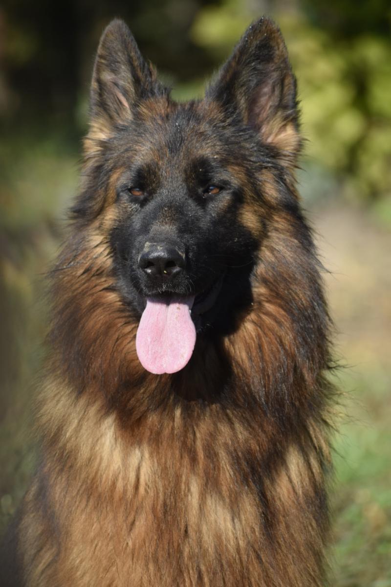 ULYANA DU DOMAINE DE BRENDA