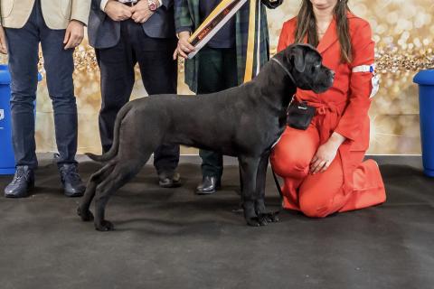 STRONGEST BLOOD URUS