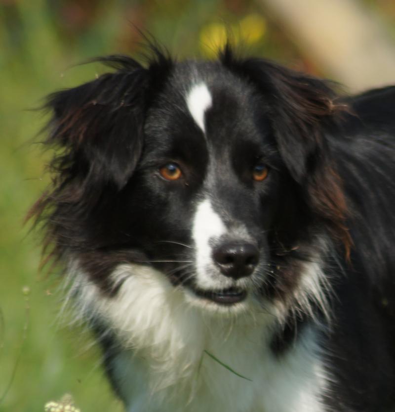 TYPY DIT TONYK DES GRIFFES DE FEU