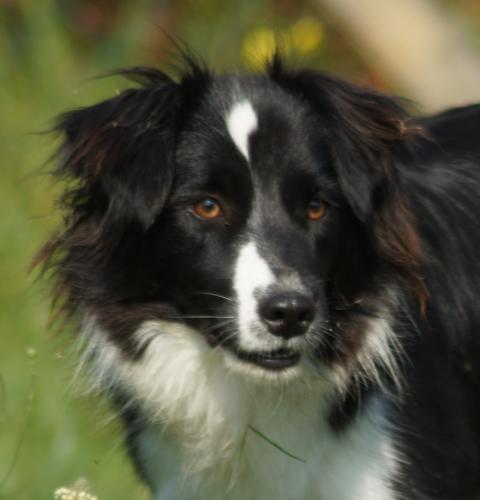 TYPY DIT TONYK DES GRIFFES DE FEU