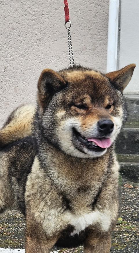 ALLAIKHA'S UKEN WITHIN SABURO