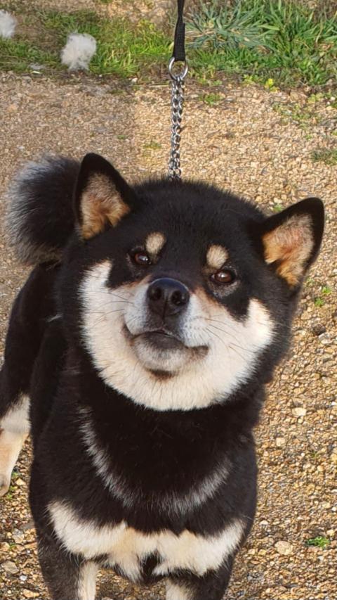 MERKULOVSAKAZUKISAMURAI