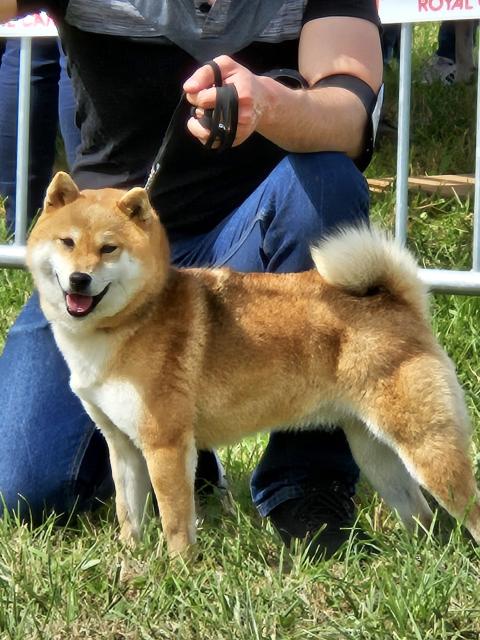 RORONOA KIRA DE BRITISH AND US