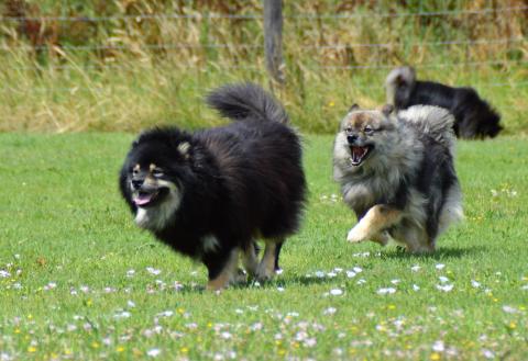 MARVELOUS-MONTANA DU PAYS DE L'AURORE BOREALE