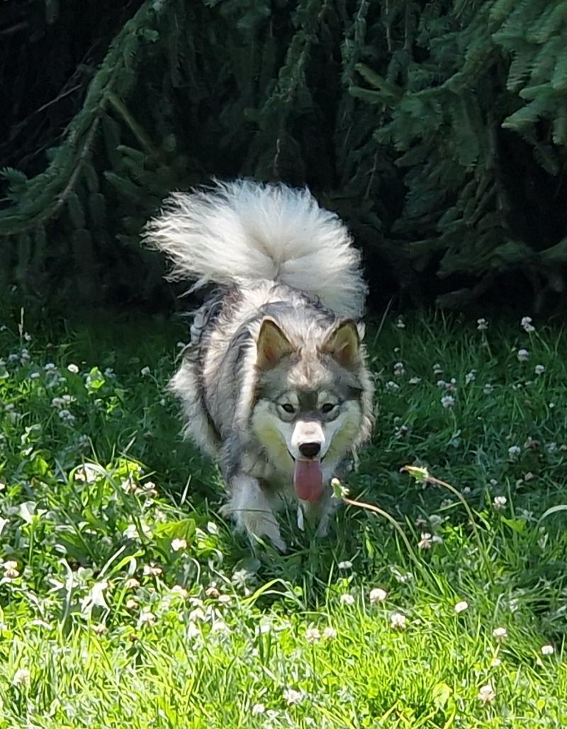 SURPRISE SURPRISE DU DOMAINE DU CHAI DE MAJOLAN