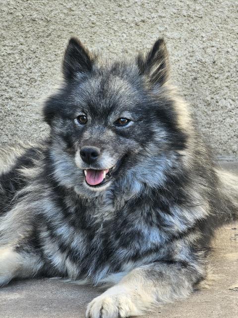 SUNDO SAPHYR OF ARTIC COBAKA