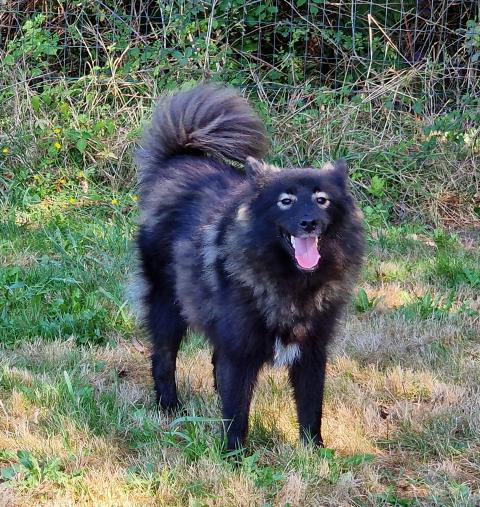 SCORPION -SILENCE DU DOMAINE DU CHAI DE MAJOLAN