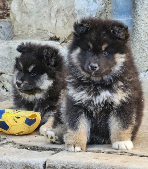 VICONTE-VERSAILLE  DU DOMAINE DU CHAI DE MAJOLAN