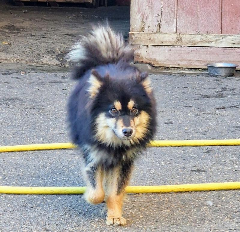 VIRTUOSE VOYOU DU DOMAINE DU CHAI DE MAJOLAN