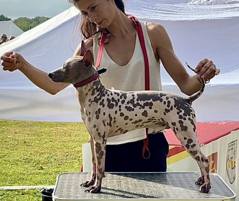 OOPS DE BEATRIX BOHEMICA