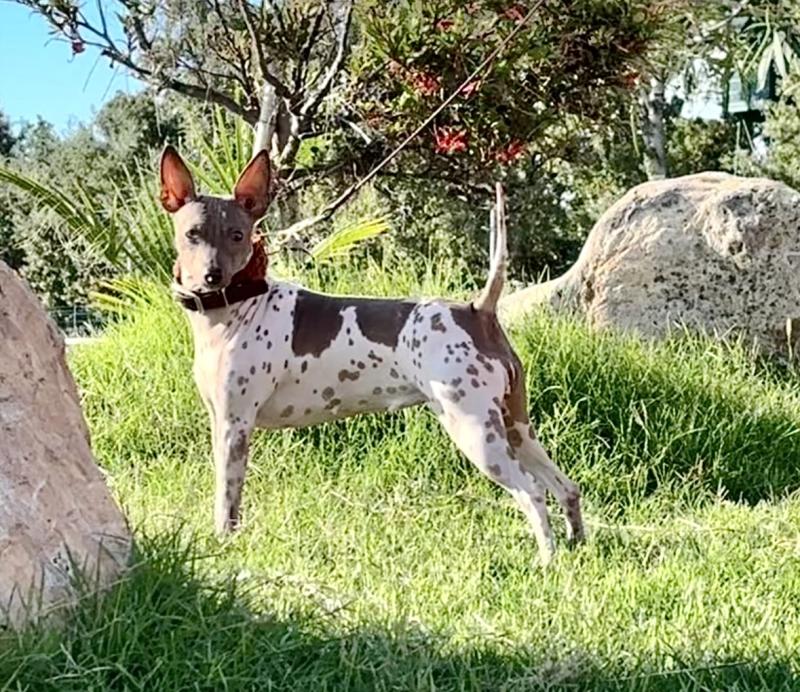 GRUFFALINA’S ANOUCHKA