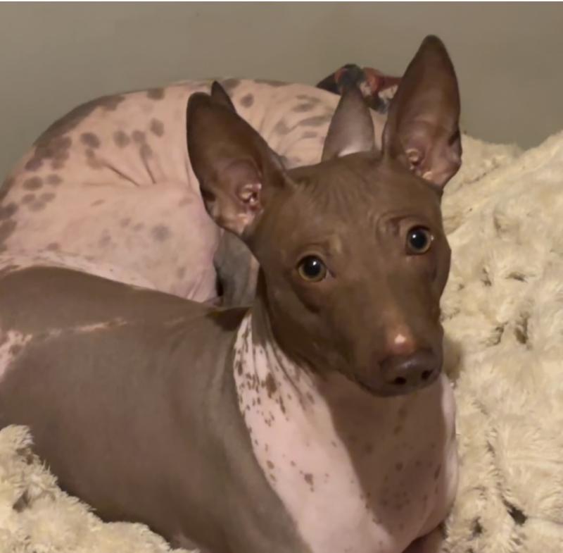 GLORIA MORAVIAN PEARL