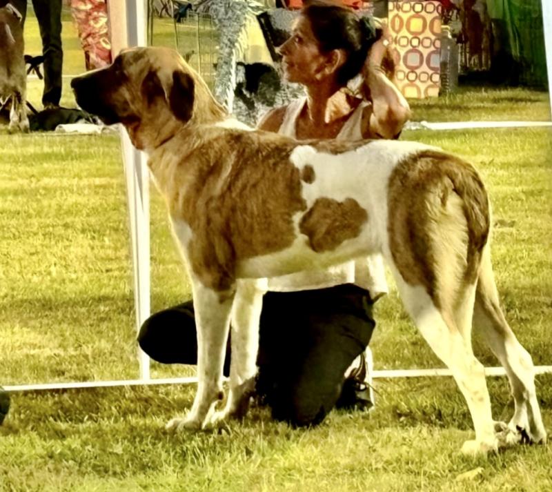 UMA BELA DU HARAS DU PATY