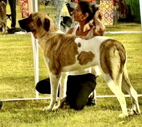 UMA BELA DU HARAS DU PATY