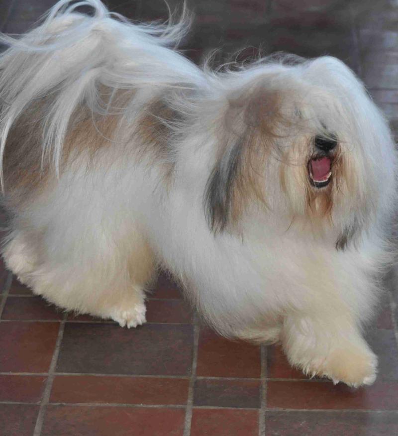 NEDONG LAMLEH TIBET DE LING DECHEN