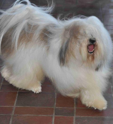 NEDONG LAMLEH TIBET DE LING DECHEN