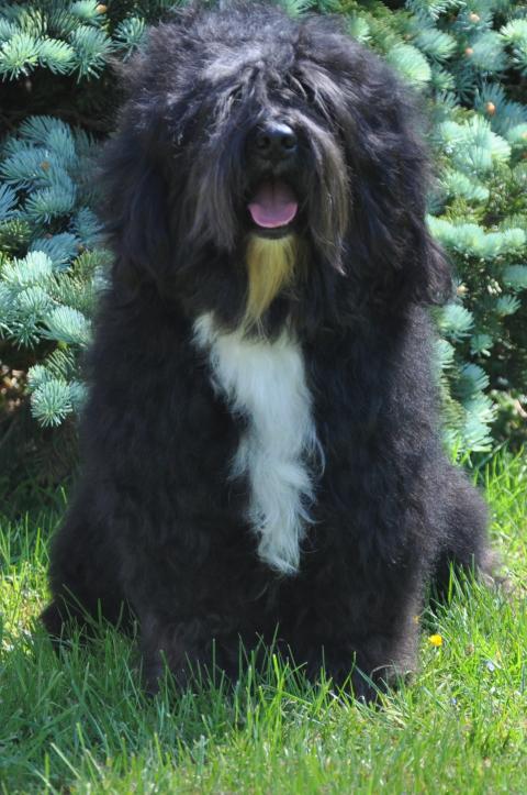 OSCAR TIBET LAMLEH DE LING DECHEN
