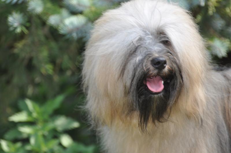 PASANG TIBET LAMLEH DE LING DECHEN