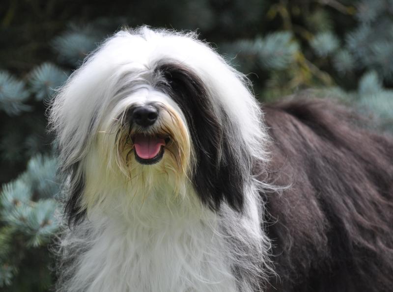 TAJNA TIBET LAMLEH DE LING DECHEN