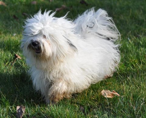 U'KAR-MA TIBET LAMLEH DE LING DECHEN