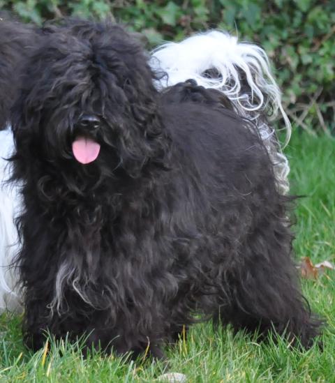 U'TSE-RING TIBET LAMLEH DE LING DECHEN