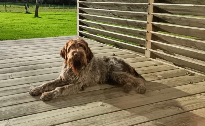 CORALICIA PIKACHU DIT PADDINGTON