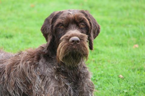 STELLA DES VALLEES LONGERONNAISES