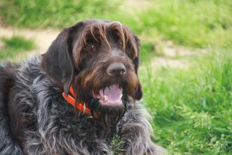 MASTIC DES VALLEES LONGERONNAISES