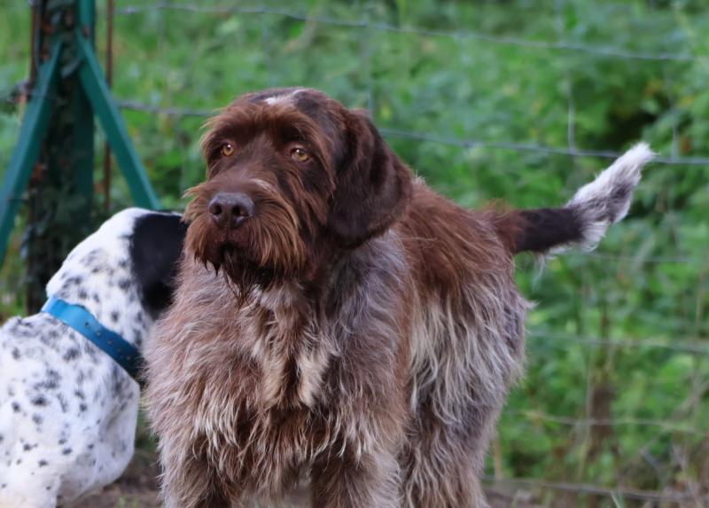 PLAY BOY DES GRANDES ORIGINES