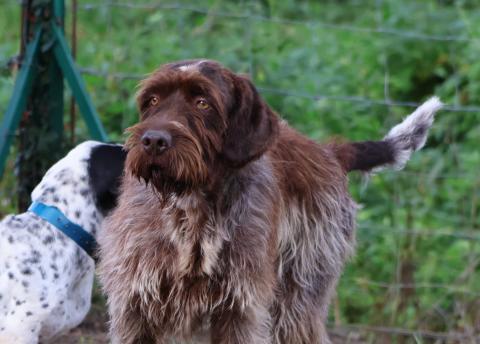 PLAY BOY DES GRANDES ORIGINES