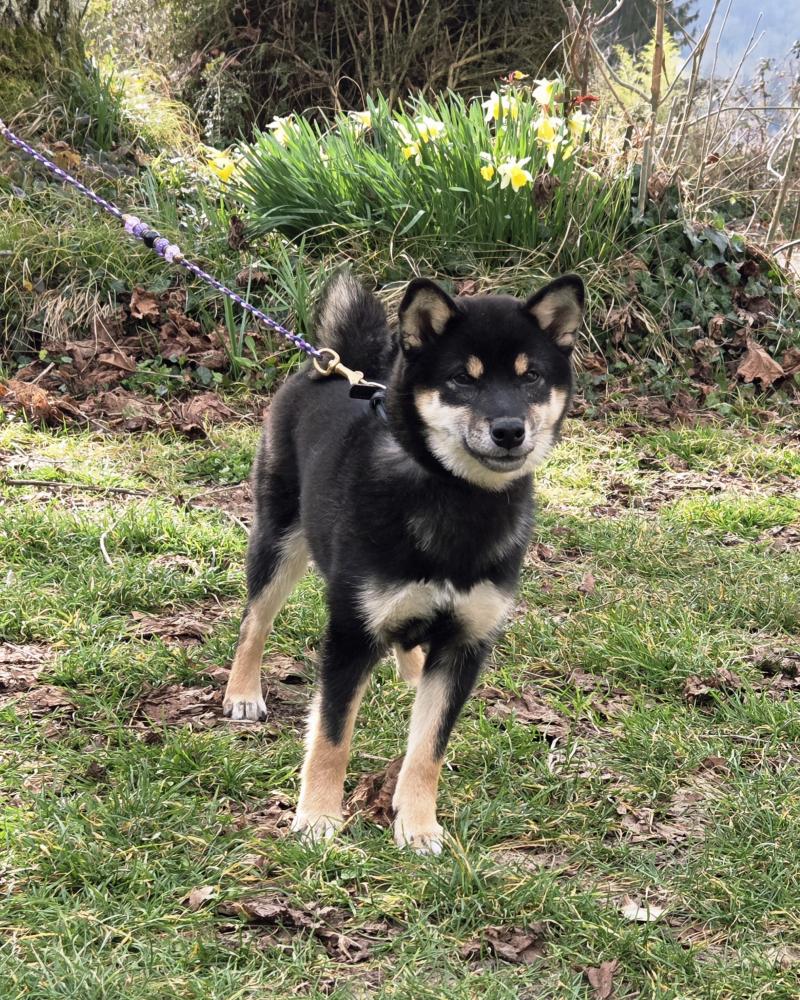 VVAKUSEI KINBOSHI NO CHIYUI DE LA NOUVELLE AUBE