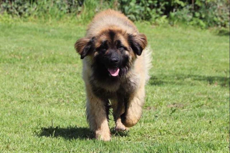 RWANHA DES MOUFS DE FETIGNY