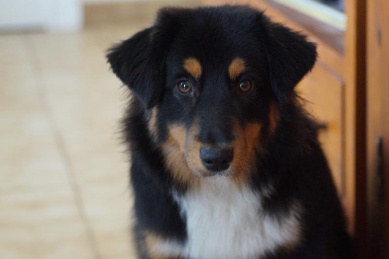 VYCTOIRE DES TERRES DE LA BAYOLLE