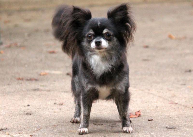 R'MIONE DU DOMAINE D'ORCA