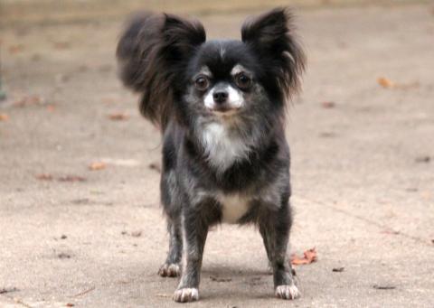 R'MIONE DU DOMAINE D'ORCA