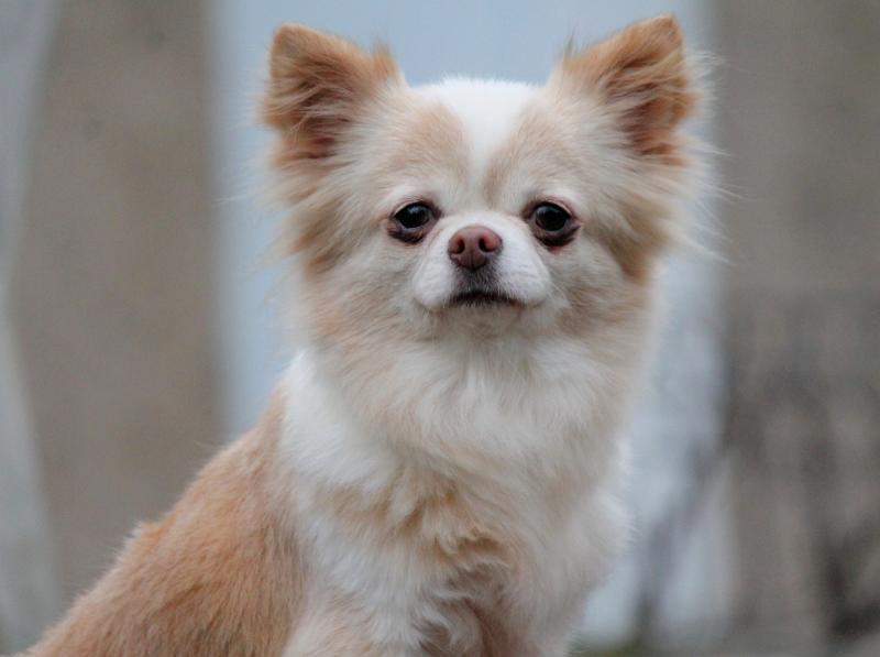 SAPERLIPAUPIETTE DES CROCS DE L'OISANS