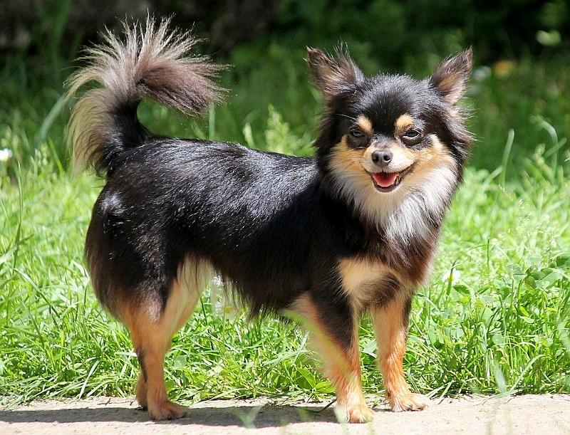 SANDY DES DRAGONS MAYA