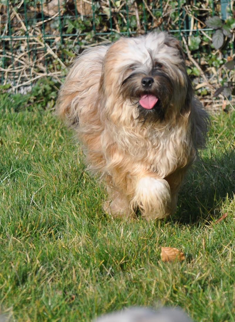 WANTED NICE DOG'S BAHJA LAMLEH