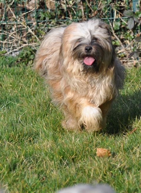 WANTED NICE DOG'S BAHJA LAMLEH