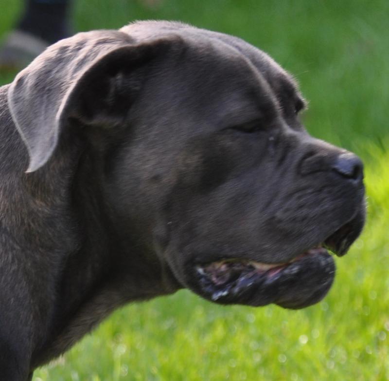 THEIA DE LING DECHEN