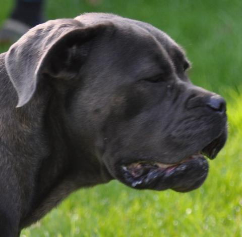 THEIA DE LING DECHEN