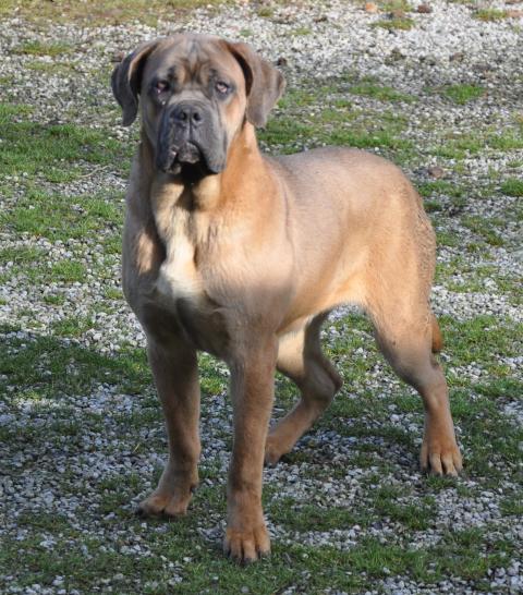 SUN RISE DE LING DECHEN