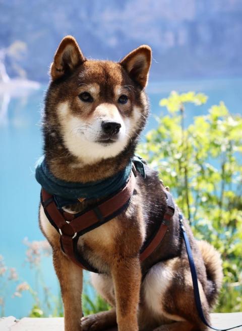 KAGA NO TOMORYUU GO SAPPORO KAGASOU