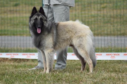 SPARROW DU GRAND LILOT