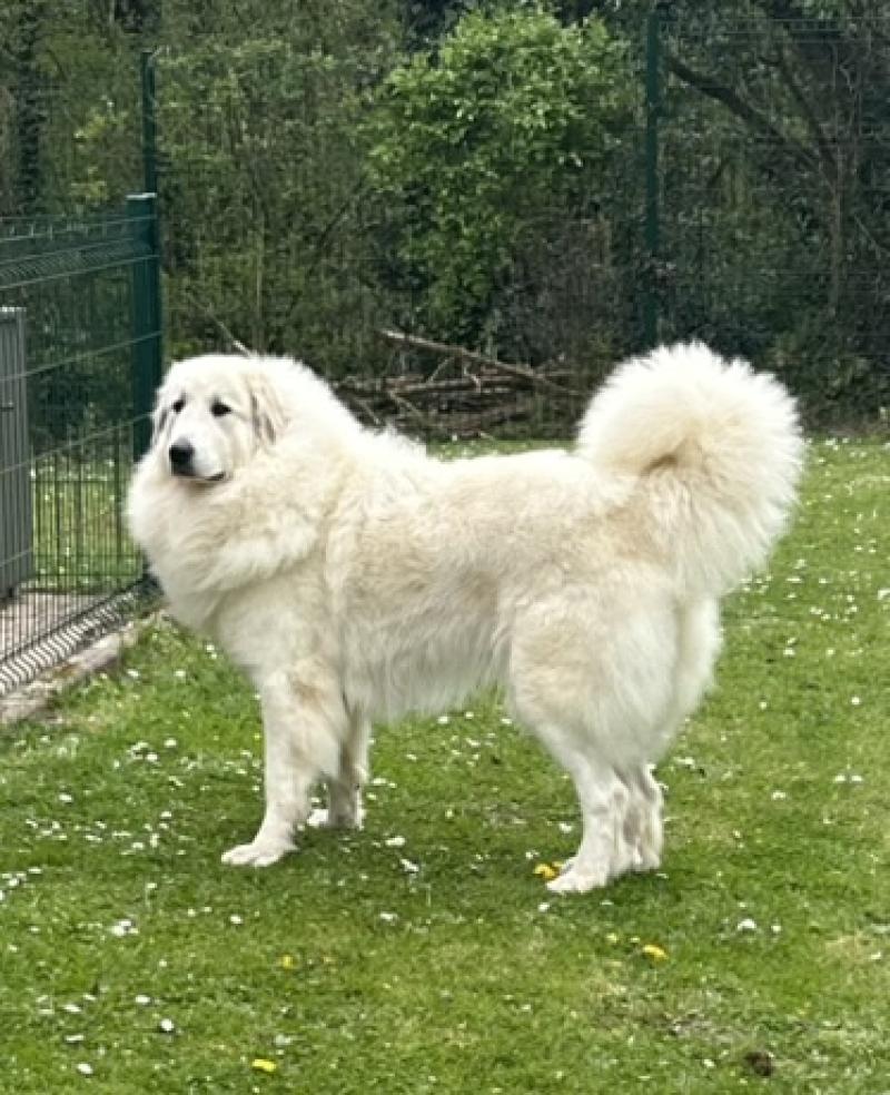 TAIGA DU VAL DE PYRENE