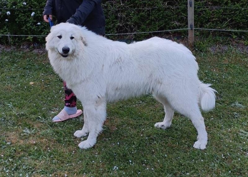 VBELLA DU VAL DE PYRENE