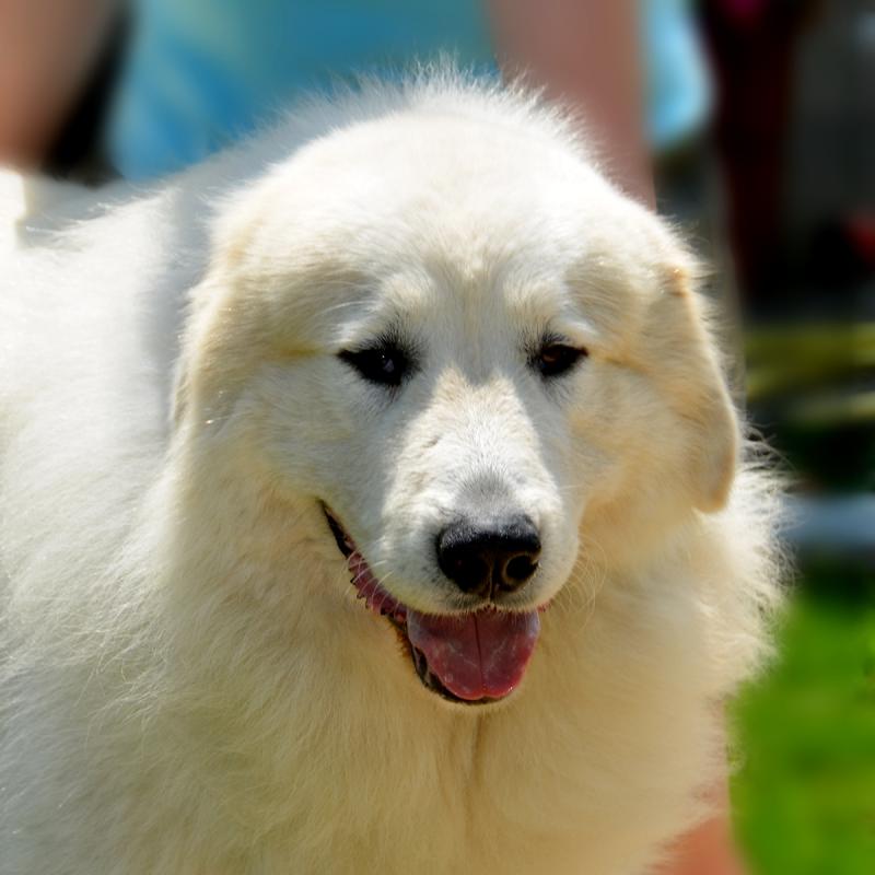 MACLOU DU VAL DE PYRENE