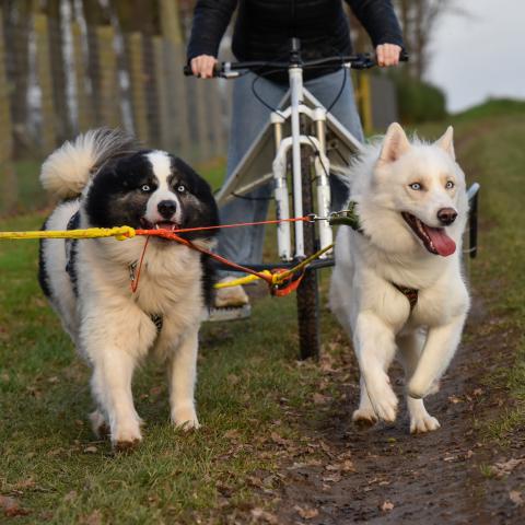 TAYNA SEVERA YUMBRIK